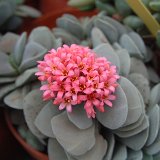 Crassula 'Morgan's Beauty' Dscf0780